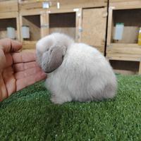 Coniglio nano