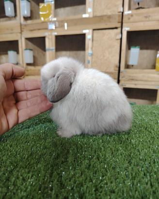 Coniglio nano