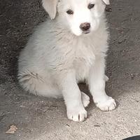 Cucciolo di tre mesi meticcio