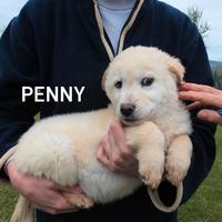 Cucciola taglia medio contenuta