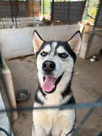 Cucciolo Husky