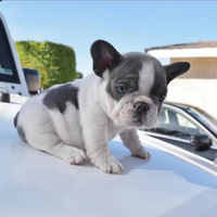 Bulldog francese bianco e blue esotici