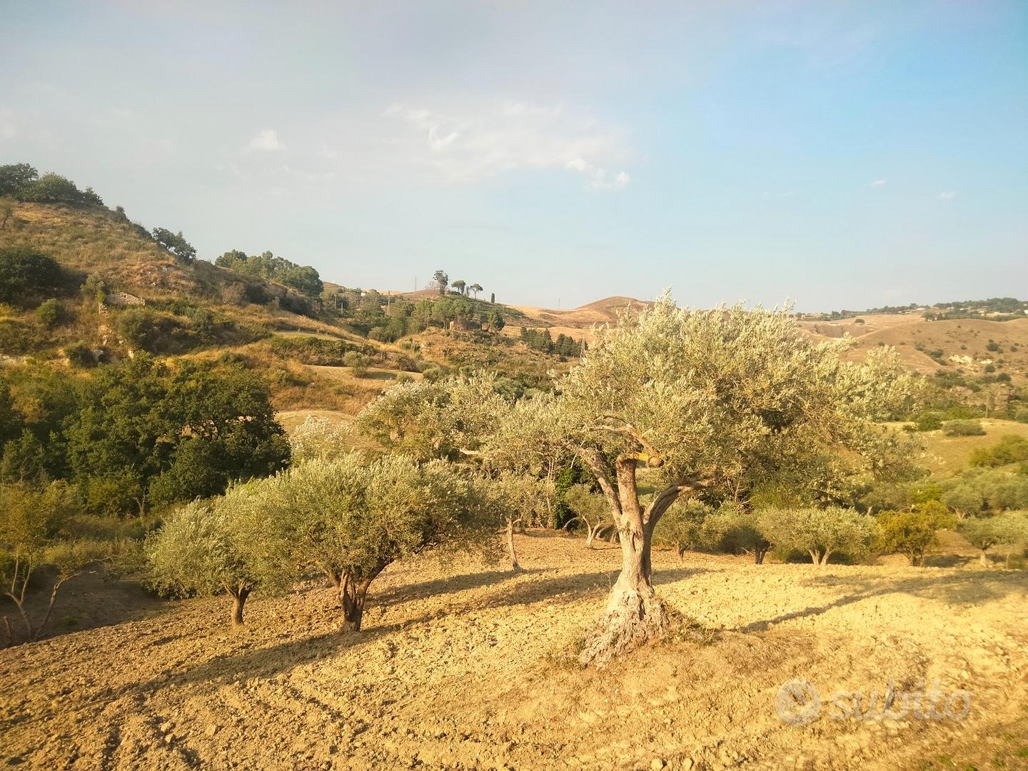 Terreno con piante di olivo e casa rurale - Vista 3