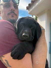 Labrador