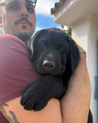 Labrador