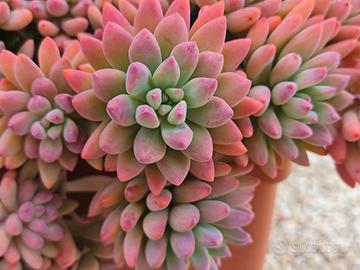 Pianta composta da tre rosette stelo rosa viola