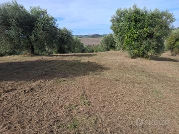 Terreno di 5 ettari anche edificabili