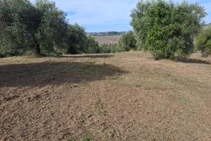 Terreno di 5 ettari anche edificabili