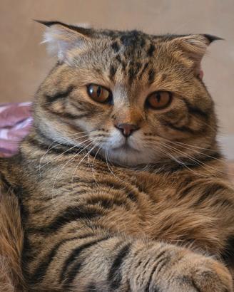 Accoppiamento gatti