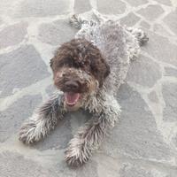 Cane Lagotto Romagnolo con Pedigree Roi