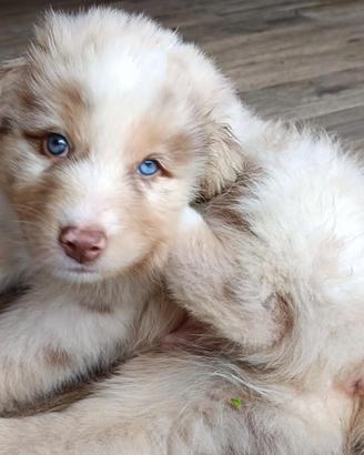 Australian Shepherd Pastore Australiano cuccioli