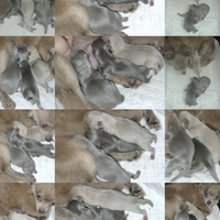 Cuccioli chihuahua pregiati e ricercati