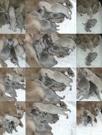 Cuccioli chihuahua pregiati e ricercati