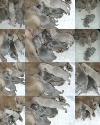 Cuccioli chihuahua pregiati e ricercati