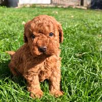 Cuccioli barboncino red