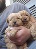 cuccioli-barboncini-mini-toy-a-r-a-t-e