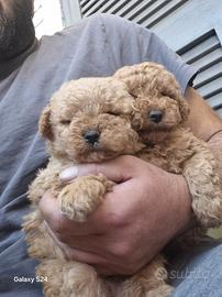 Cuccioli barboncini mini toy a r.a.t.e