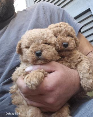 Cuccioli barboncini mini toy a r.a.t.e