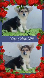 Welsh Corgi Pembroke 