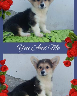 Welsh Corgi Pembroke 