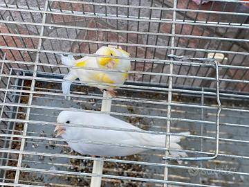 Canarini maschi giallo mosaico e bianco recessivi