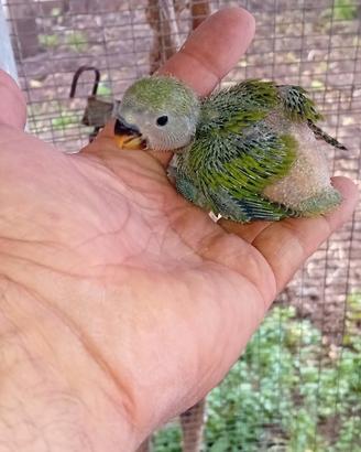 Inseparabile da imbecco