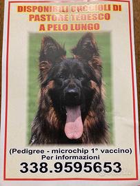 Cucciola di Pastore Tedesco a pelo lungo