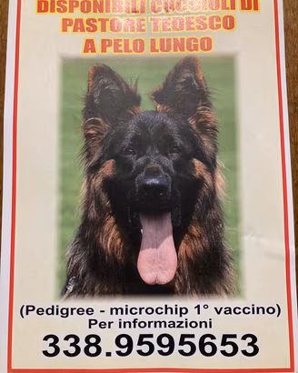Cucciola di Pastore Tedesco a pelo lungo