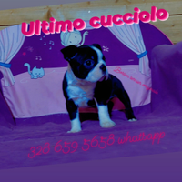 Ultimo Boston terrier