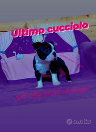 Ultimo Boston terrier