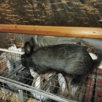 Maschio da riproduzione