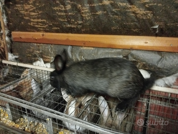 Maschio da riproduzione