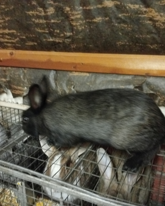 Maschio da riproduzione