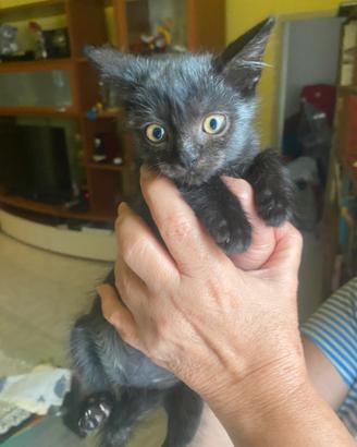 Gattino in adozione