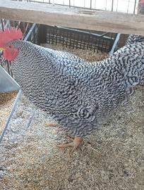 Coppia di pollo amrock