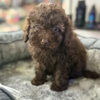 Cuccioli di barboncini cioccolato scuro