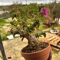 Bouganville bonsai