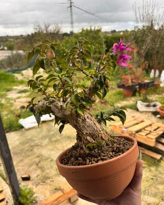 Bouganville bonsai