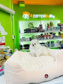 Spitz di Pomerania MINI