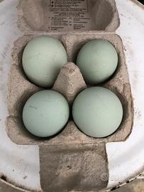 Uova razza araucana