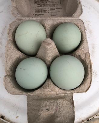 Uova razza araucana