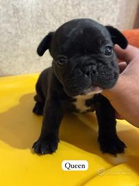 Bulldog francese