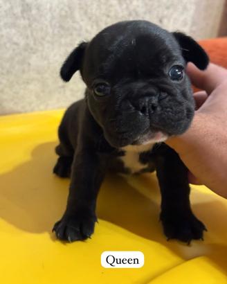 Bulldog francese