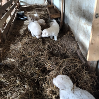 Cuccioli Pastore abruzzese