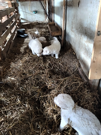 Cuccioli Pastore abruzzese