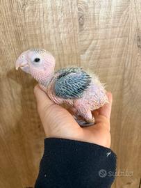 Caicco testa gialla inseparabili