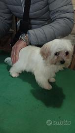 Maltese coreano