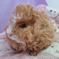 Cavia lunkarya
