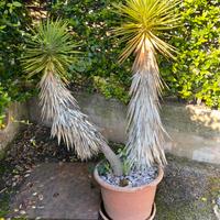 Pianta Yucca