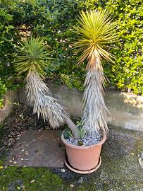 Pianta Yucca